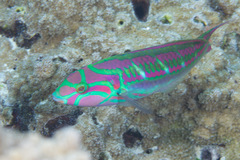 Thalassoma quinquevittatum