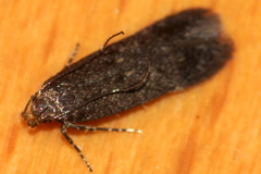 Aproaerema anthyllidella