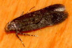 Aproaerema anthyllidella