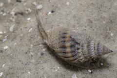Nassarius livescens