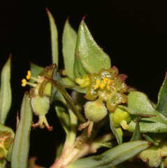 Euphorbia genistoides