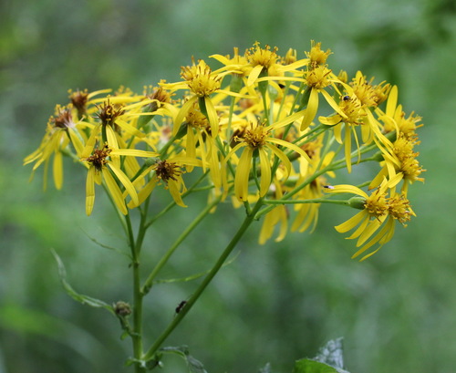 Hemp-leaved ragwort