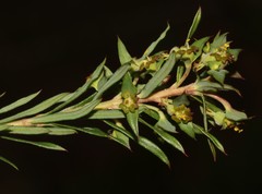 Euphorbia genistoides