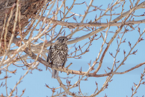 Mistle Thrush