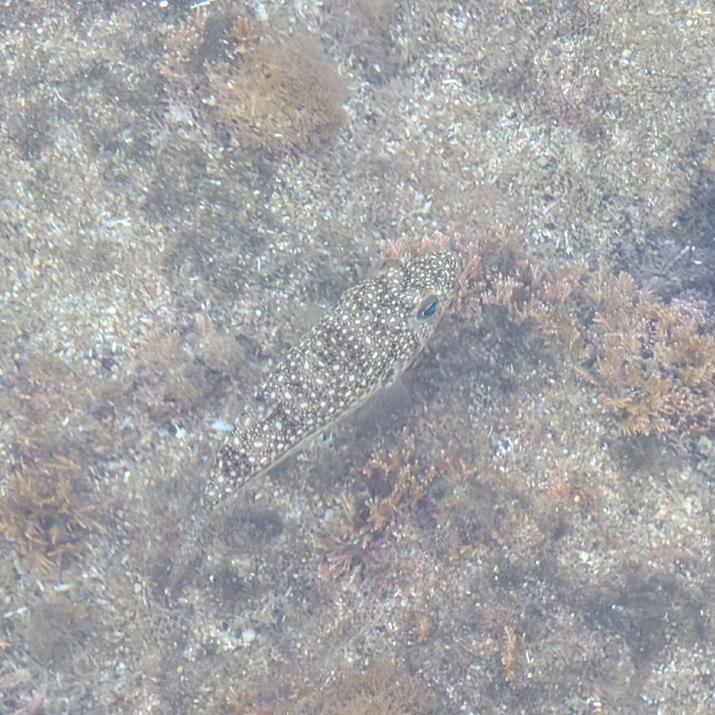 Pufferfish with pale spots on a dark back lying over a seabed of sand and algae in shallow water