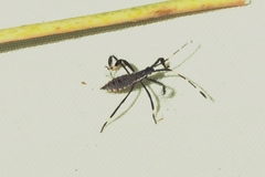 Gelonus tasmanicus