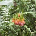 Rwenzori Bloodlily - Photo (c) Tommaso Sitzia, some rights reserved (CC BY-NC), uploaded by Tommaso Sitzia
