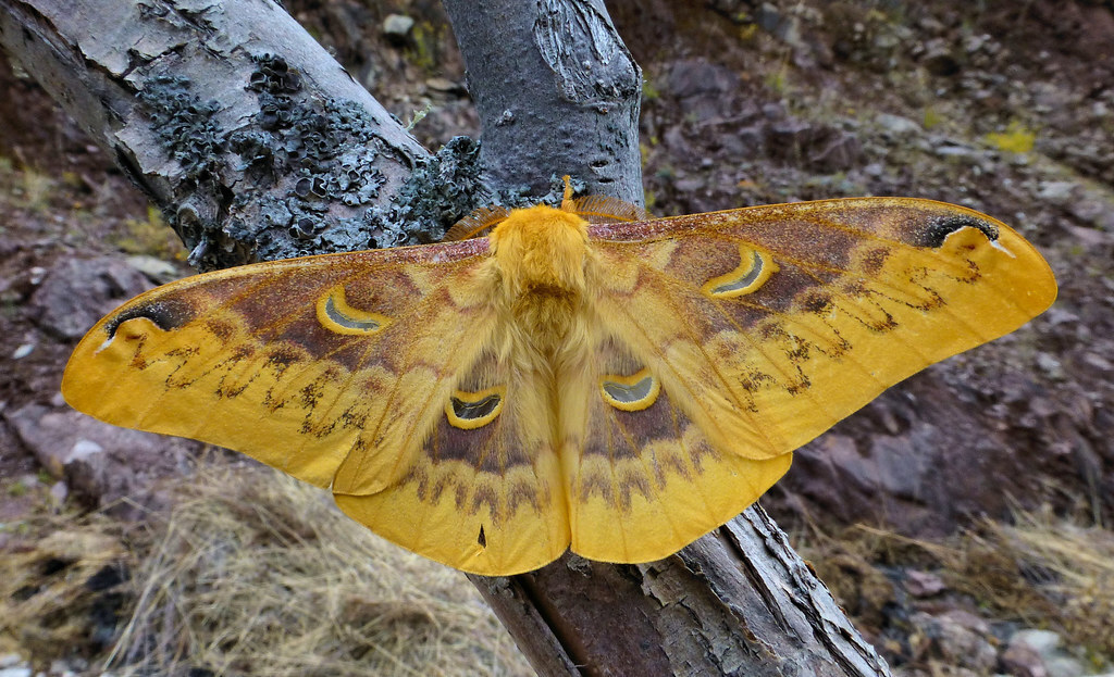Rhodinia benedeki