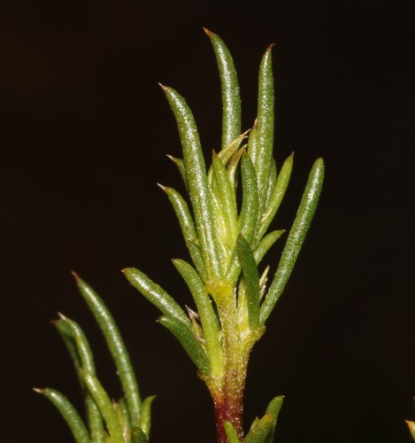 Image of Aspalathus abietina by (c) Brian du Preez, some rights reserved (CC BY-SA)