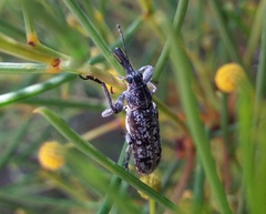 Isacantha punctirostris
