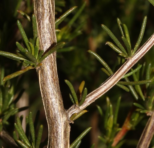 Image of Aspalathus abietina by (c) Brian du Preez, some rights reserved (CC BY-SA)