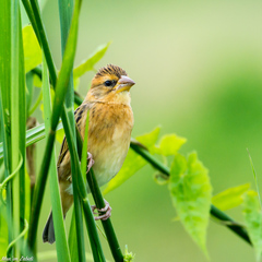 Baya Weaver photo 1