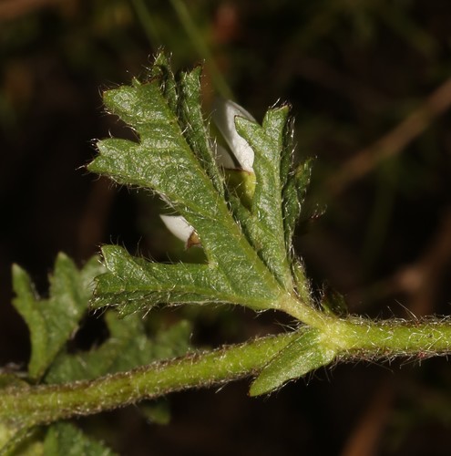 Image of Anisodontea biflora by (c) Brian du Preez, some rights reserved (CC BY-SA)