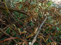 Adiantum cunninghamii