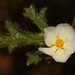 Anisodontea biflora - Photo (c) Brian du Preez, μερικά δικαιώματα διατηρούνται (CC BY-SA), uploaded by Brian du Preez