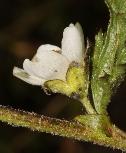 Image of White Flats Mallow (Anisodontea biflora) by (c) Brian du Preez, some rights reserved (CC BY-SA)