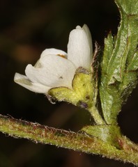 Anisodontea biflora