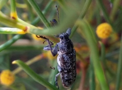 Isacantha punctirostris