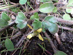 Ranunculus foliosus