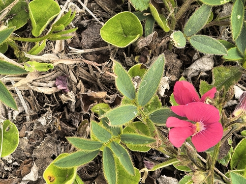 Cape Hoarypea (Tephrosia capensis)