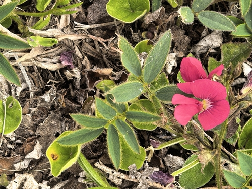 Tephrosia capensis, photograph 5