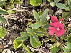 author not stated, no rights reserved Tephrosia capensis, photograph author not stated, no rights reserved