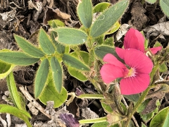 Tephrosia capensis, photograph author not stated, no rights reserved