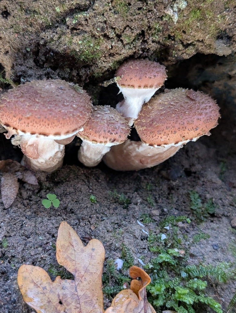 Armillaria ostoyae · November 2025 · photo: © sadyfox (iNaturalist, cc0)