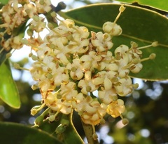 Psydrax umbellata