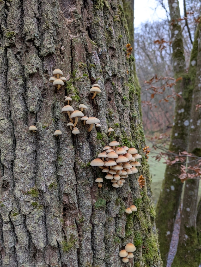 Hypholoma fasciculare · November 2025 · photo: © sadyfox (iNaturalist, cc0)
