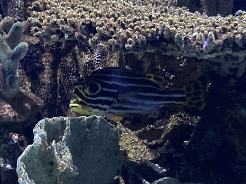 ムスジコショウダイの写真