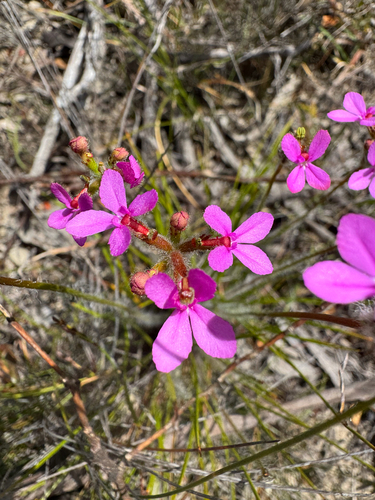 Hairy Triggerplant (Stylidium hirsutum)