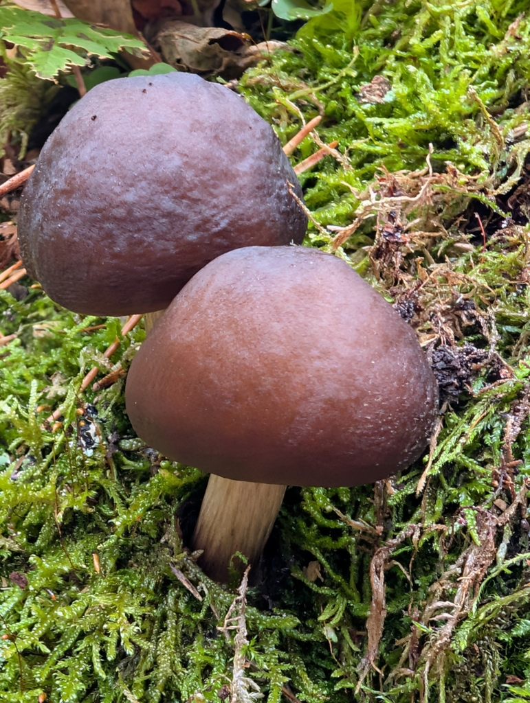 Pluteus cervinus · November 2025 · photo: © sadyfox (iNaturalist, cc0)