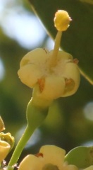 Psydrax umbellata