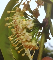 Psydrax umbellata