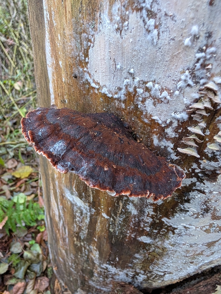 Ischnoderma benzoinum · November 2025 · photo: © sadyfox (iNaturalist, cc0)