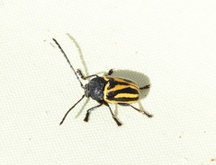 Cadmus australis