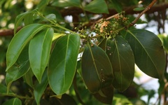 Psydrax umbellata