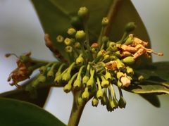 Psydrax umbellata