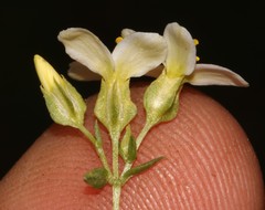 Sebaea aurea