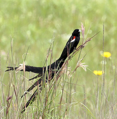 Euplectes progne progne