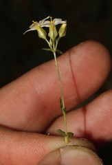Sebaea aurea