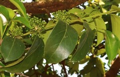 Psydrax umbellata