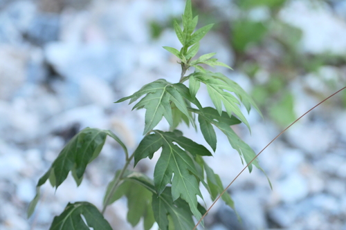 Artemisia igniaria iNat (1)