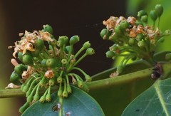 Psydrax umbellata