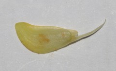 Aspalathus araneosa