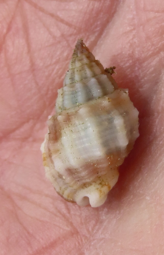 Nassarius horridus