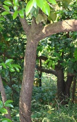 Psydrax umbellata