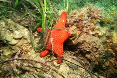 Anthaster valvulatus