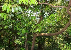 Psydrax umbellata